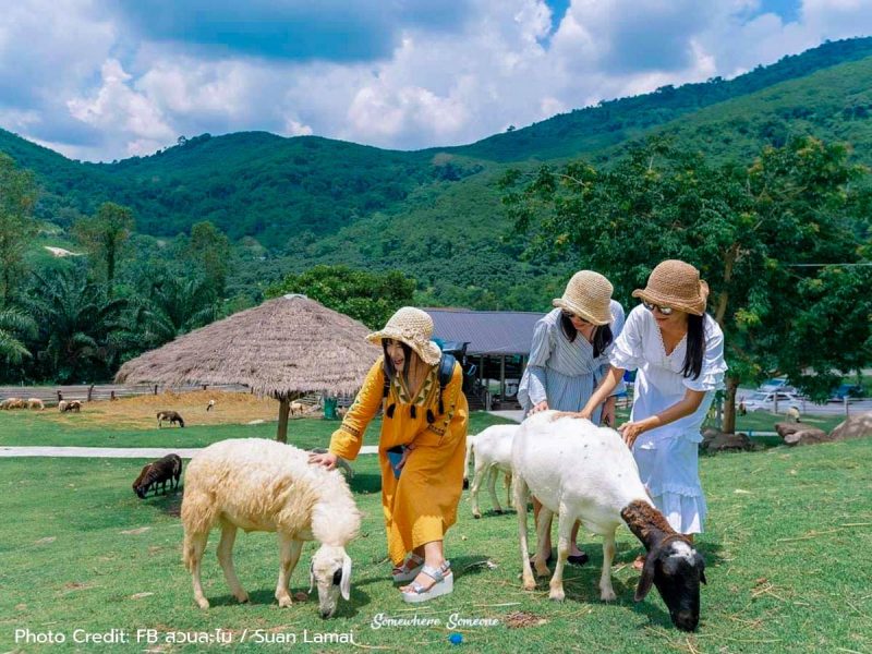05-สวนละไม-Lamai-Sheep-Farm-Fullcredit